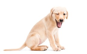 puppy