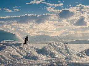 Lone penguin on ice in Antarctica.