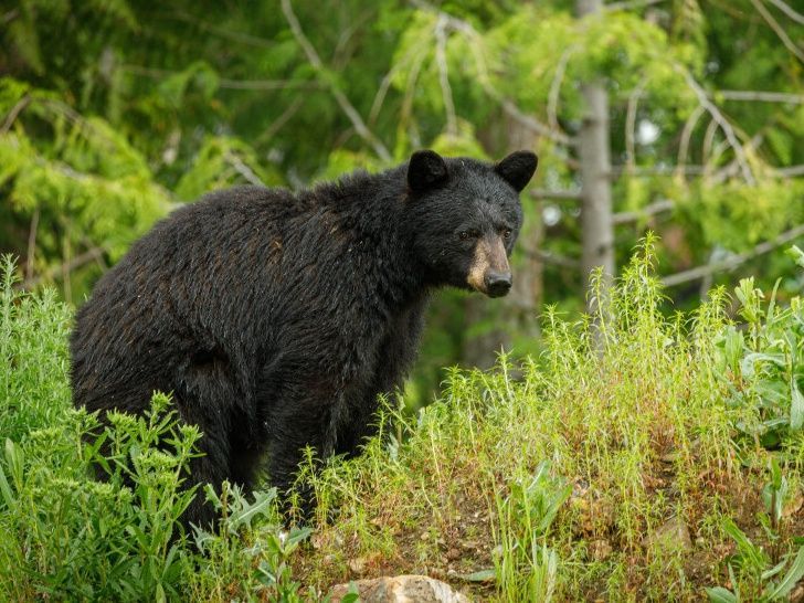 萨尔蒙臂的黑熊袭击慢跑者后幸存的生活