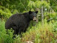 A black bear attacked a woman in Salmon Arm on Nov. 21, 2023.