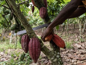 Cocoa pods are harvested in Azaguie, Ivory Coast. African cocoa farmers have faced higher costs and shortages of fertilizers and pesticides.