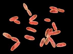 In September 2023, the Centers for Disease Control and Prevention issued a health advisory alerting doctors and public health officials of an increase in flesh-eating bacteria cases that can cause serious wound infections.