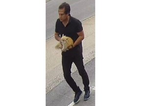Foxy suspect