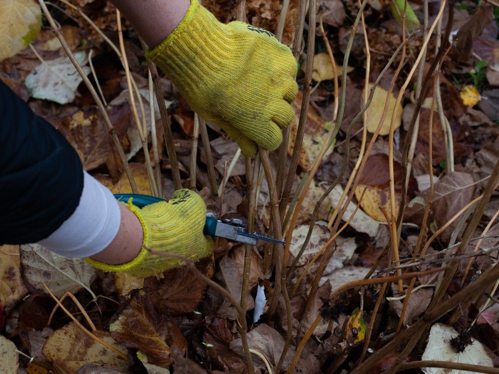 How to clean up your fall garden and plant for the seasons ahead