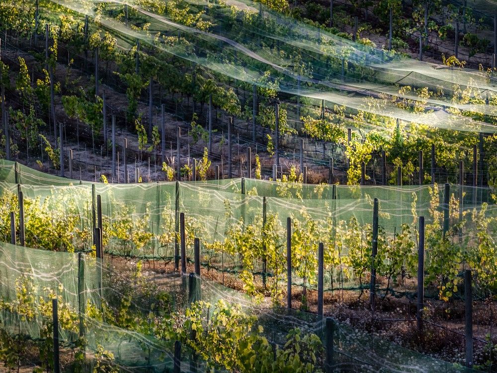温哥华岛为葡萄酒爱好者提供了中部意大利和西索诺玛海岸的结合体