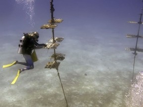 Marine heat waves haven't had a lasting effect on fish populations along Canada's Atlantic and Pacific coasts says a study, showing there is still a chance to act on climate change. A diver with non-profit Reef Renewal USA cleans and maintains a coral nursery, Tuesday, Aug. 1, 2023, near Tavernier, Fla., in the Florida Keys.