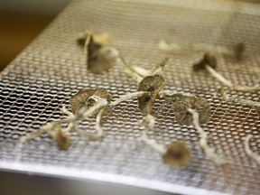 Dozens of health care professionals across the country are fighting the federal government in court for legal access to psychedelics, namely psilocybin mushrooms, to start offering therapeutic treatments in their practices. Psilocybin mushrooms sit on a drying rack in the Uptown Fungus lab in Springfield, Ore., Monday, Aug. 14, 2023.
