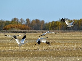 Whooping cranes show their black wing tips as they take flight after feeding in a harvested grain field north of Saskatoon.