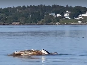 A great white shark feeds on a whale carcass near Campobello Island, N.B. close to the Bay of Fundy in this Monday, Aug. 28, 2023 handout image taken from video.