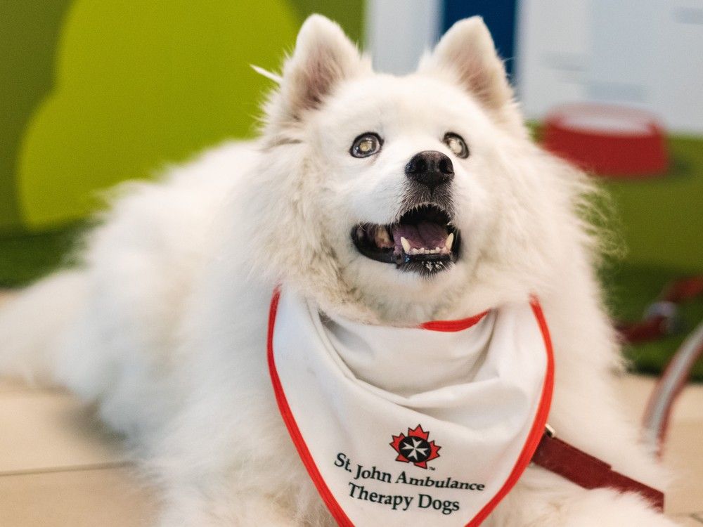 Air canada therapy clearance dog