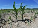 File photo of drought in the Fraser Valley. Photo: Nick Procaylo/PNG.