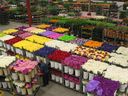 United Flower Growers flowers ready for auction.