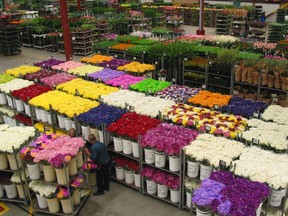 united flower growers