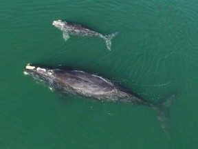 A North Atlantic right whale mother and calf in waters near Wassaw Island, Ga.