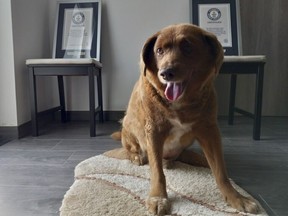 Bobi, a purebred Rafeiro do Alentejo Portuguese dog, poses for a photo with his Guinness World Record certificates for the oldest dog, at his home in Conqueiros, central Portugal, Saturday, May 20, 2023.