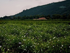 A view of the jasmine fields of the Mul family in Pégomas, France.