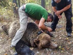 A sedated grizzly bear is fitted with a tracking collar. The data they provide paint a picture of deadly human-bear interactions.