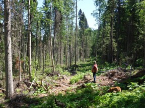 Researcher Katilyn Kuzma-Wells examining a site that has been thinned and seeded with new trees at the John Prince Research Forest in north-central B.C., part of research to help build climate resilience in forests including for wildfires.