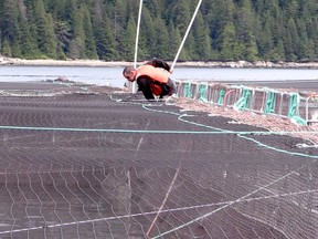 A workers at a salmon farm in the Discovery Islands in 2015.