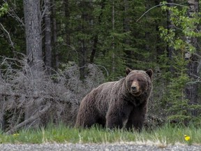 A large Canadian grizzly bear is seen at the side of the road in the Rocky Mountains of Alberta.