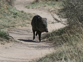 A javelina walks a trail on a disc golf course at Comanche Trail Park, March 13, 2019, in Odessa, Texas.