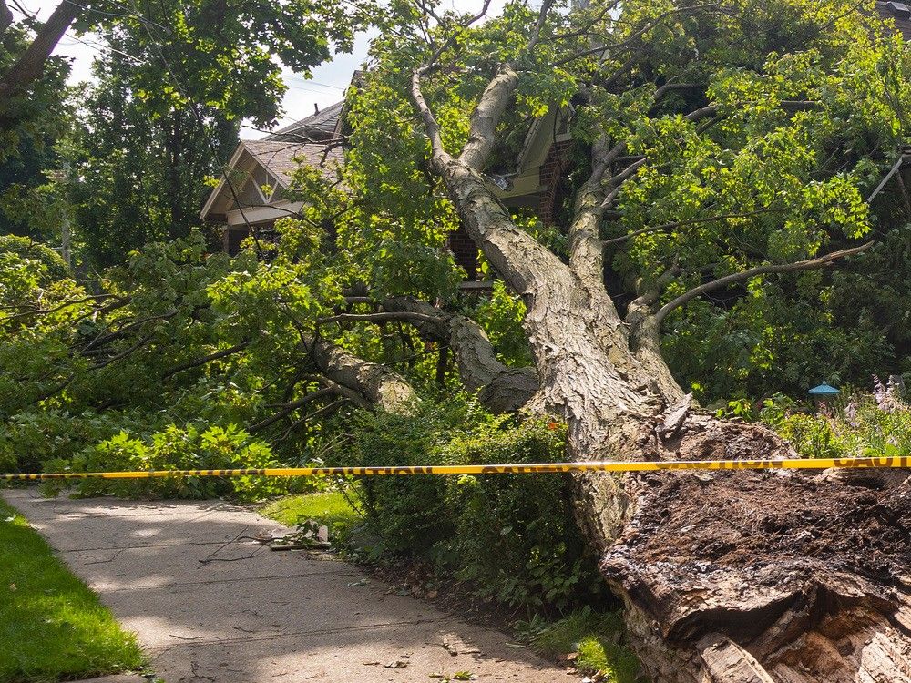 因担心生命安全：倒下的树砸中屋内居民，波文岛发生诉讼
