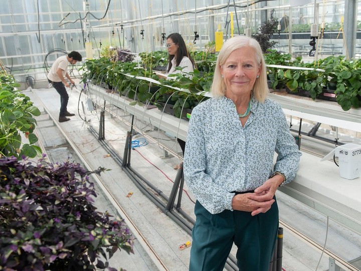  Deborah Henderson, director for the Institute for Sustainable Horticulture, at Kwantlen Polytechnic University’s greenhouse in Langley. Kwantlen researchers are hoping to grow berries inside high-tech greenhouses year-round.