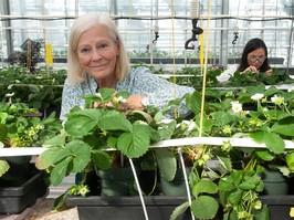 Deborah Henderson at the KPU greenhouse with strawberry plants.