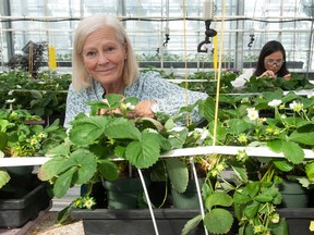 Deborah Henderson at the KPU greenhouse with strawberry plants.