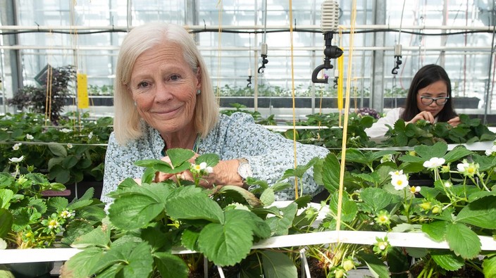 B.C. strawberries in winter? Researchers hope so