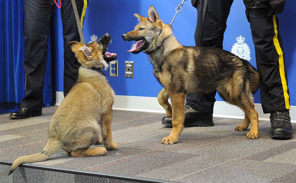 Abbotsford Pet Microchip Event Supports Retired BC Police Service Dogs   Png0219Npuppies 0 