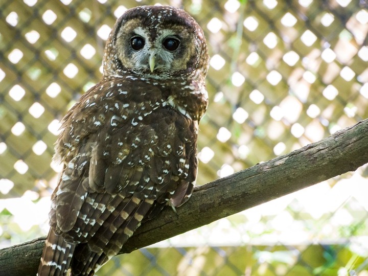  file photos of one of the spotted owls at a spotted owl captive breeding program in langley.