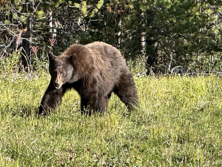  A bear on Heckman Hill.