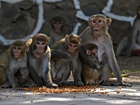 A 10-year-old boy was mauled to death by a group of monkeys in an Indian village, the latest in a series of similar horrifying attacks in a span of a week.