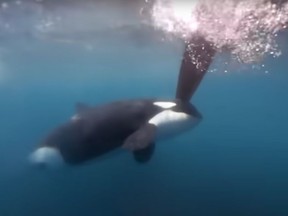 An orca gets aggressive with a sailboat near the Strait of Gibraltar during The Ocean Race.