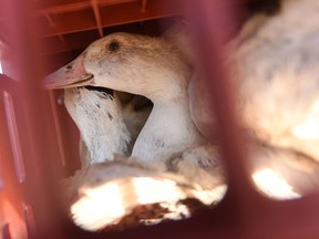 A duck awaits slaughter in France.