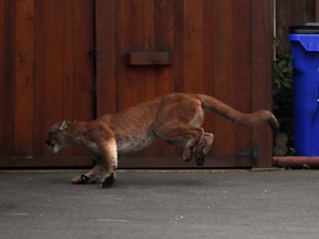 Police are warning pedestrians about an adult cougar roaming near downtown Victoria, telling them to avoid the area this morning. A wild cougar runs away before it was chased down and eventually trapped and tranquilized in the community of James Bay in Victoria, B.C., Monday, October 5, 2015.