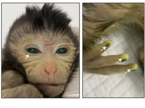 An image of the monkey chimera, showing the glowing green fingers and eyes that indicate where the stem cells took hold.