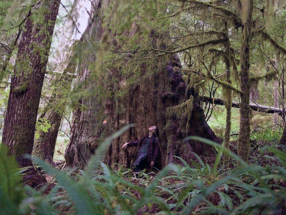 Discovery of another ancient giant cedar on Vancouver Island