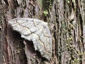 A hemlock looper moth rest on a tree in Lynn valley, North Vancouver on August 12, 2019.