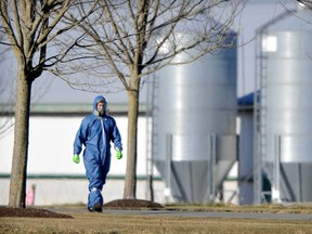 A chicken barn is cleaned after an avian flu outbreak.