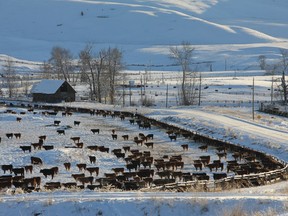 Photo of cattle at Douglas Lake Ranch