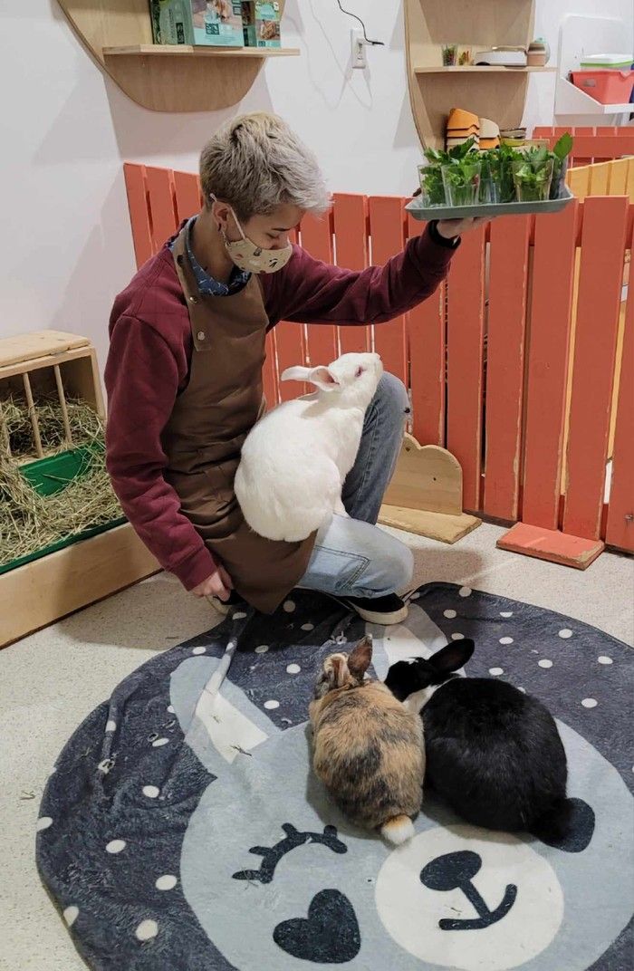 Vancouver Bunny Cafe hopes for 'hoppy' end for rescued rabbits