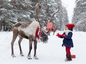 Reindeer in a festive winter forest are the very epitome of the season.