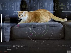 A frame from a video featuring Taters the cat, streamed via laser from deep space by NASA on Dec. 11.