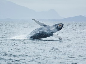 bc humpback whale