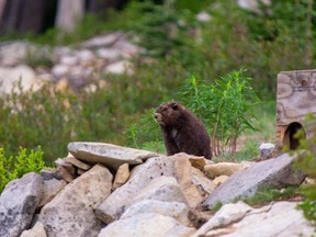 A Vancouver Island marmot named Bluebell, is seen in this handout photo in June 2023. The Vancouver Island marmot is one of the most endangered species on Earth.