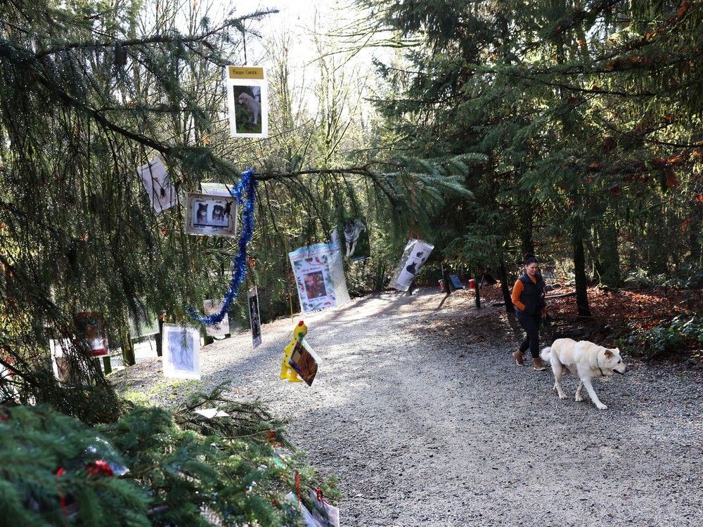 北温哥华的假日纪念树：狗狗也应该受到尊敬