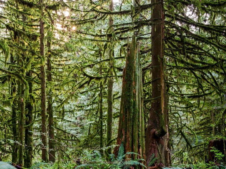  File photo of a forest of Western red cedar and western hemlock tower over western sword ferns and spiny wood ferns near Bridal Veil Falls located near the Trans-Canada Highway just east of Chilliwack, B.C.