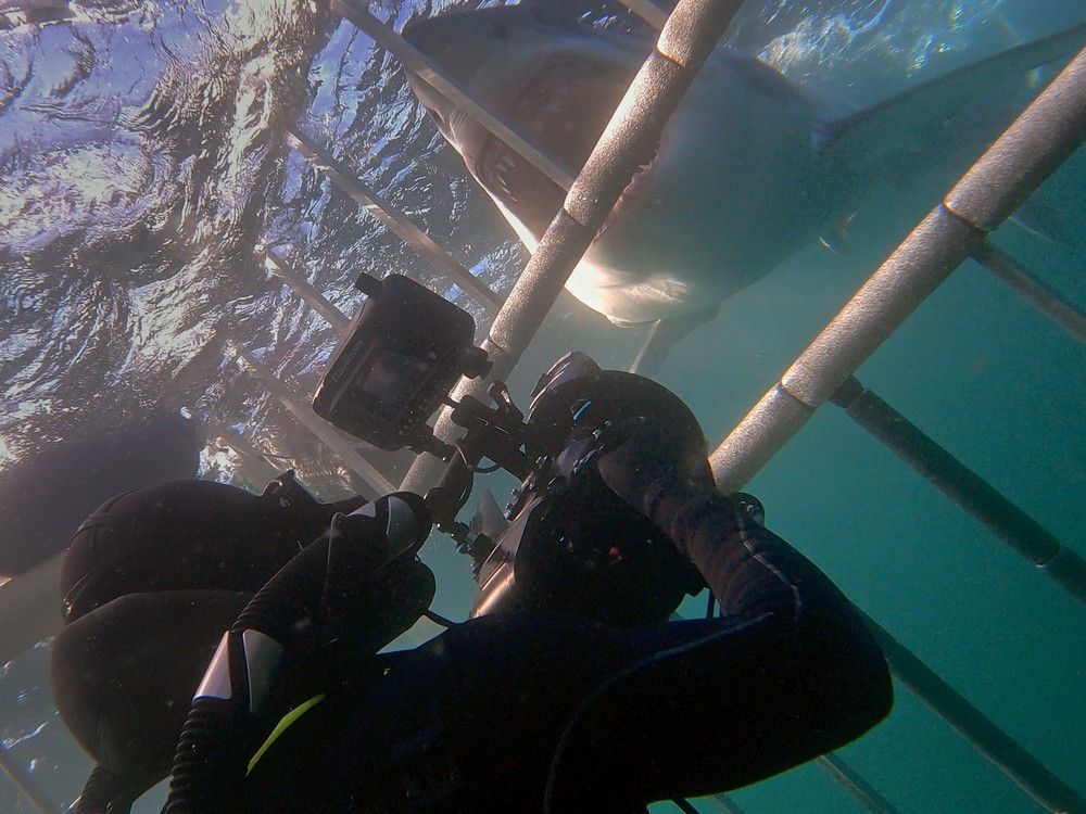 获得艾美奖的温哥华二人组发布纪录片探索加拿大的大白鲨